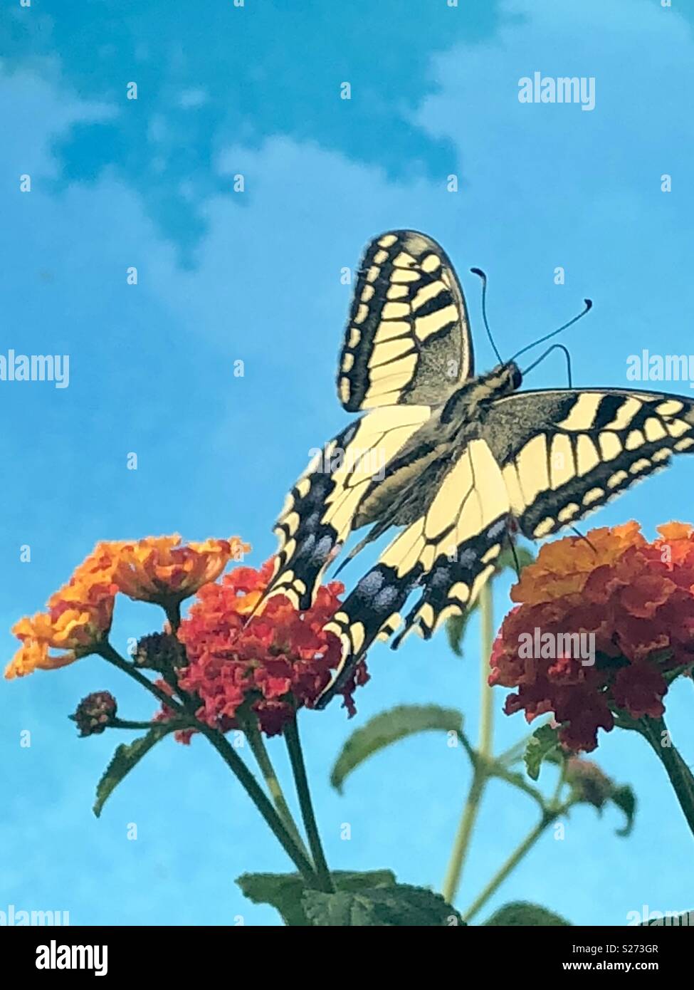 Wings Of Love - Smartphone Captured Stock Image