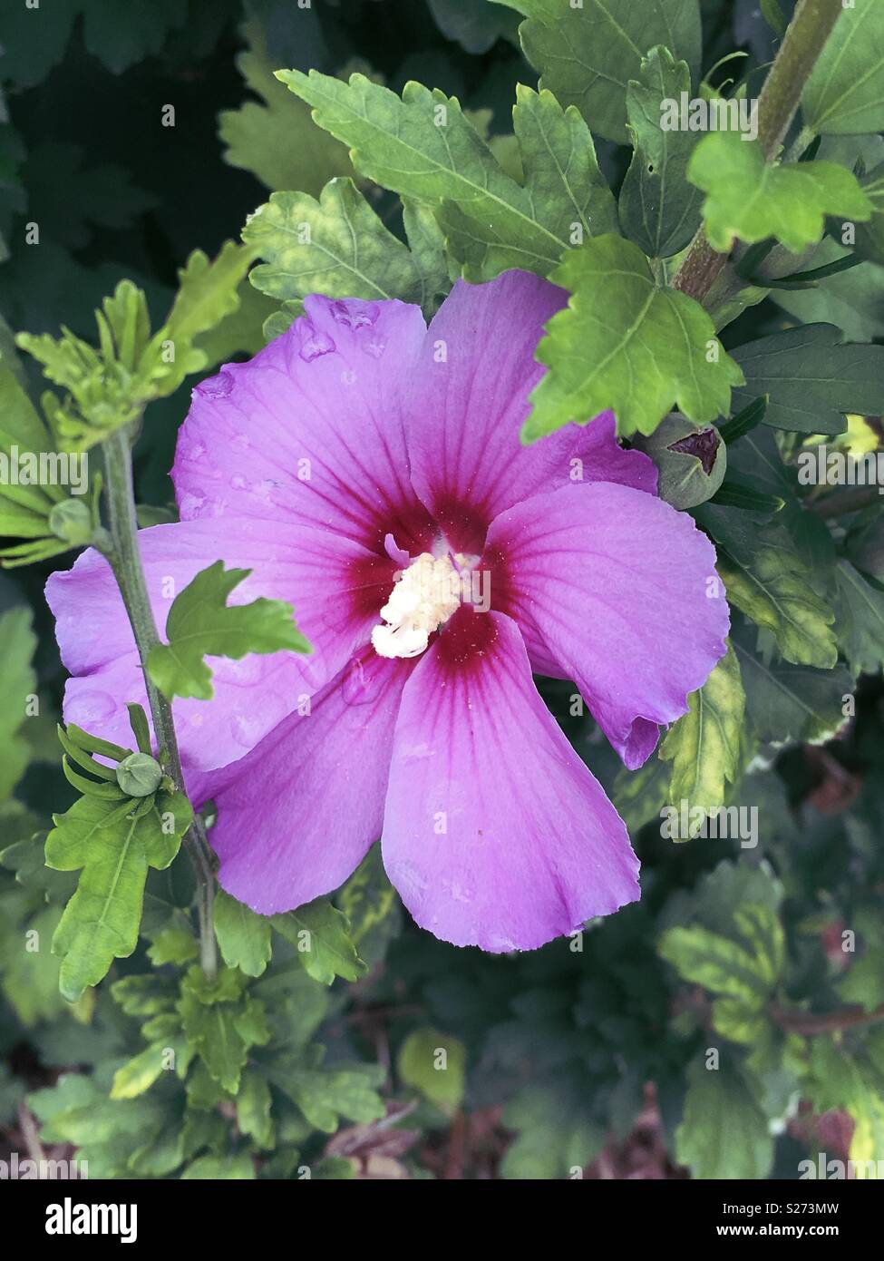 purple-hibiscus-flower-with-dewdrops-stock-photo-alamy