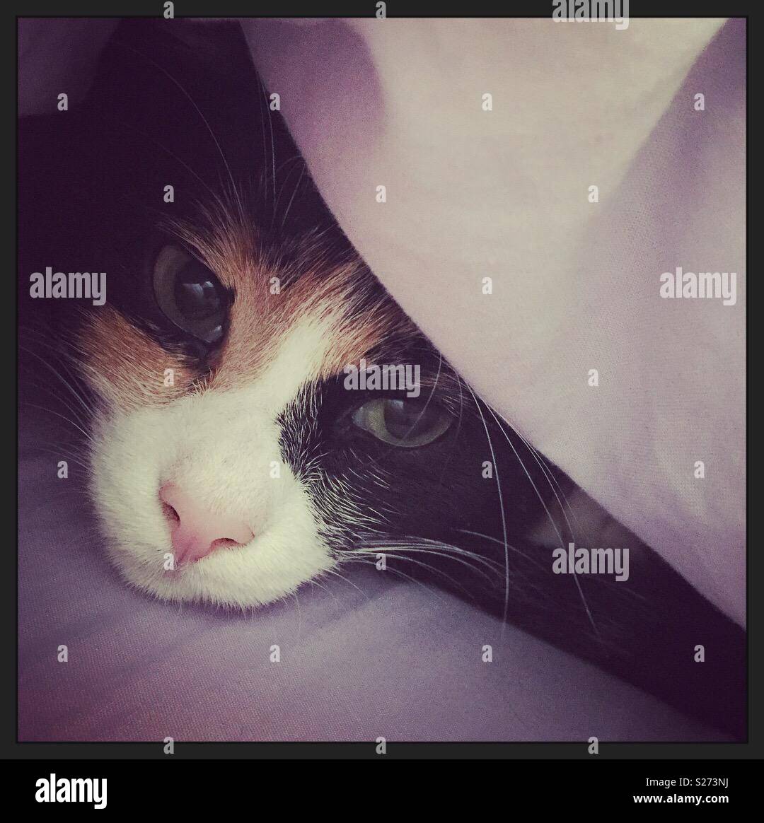 Cat hiding in the bed Stock Photo Alamy
