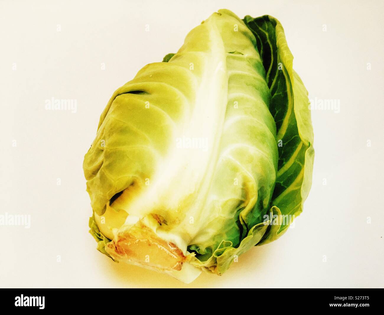 Pointed Spring cabbage from Lincolnshire UK Stock Photo