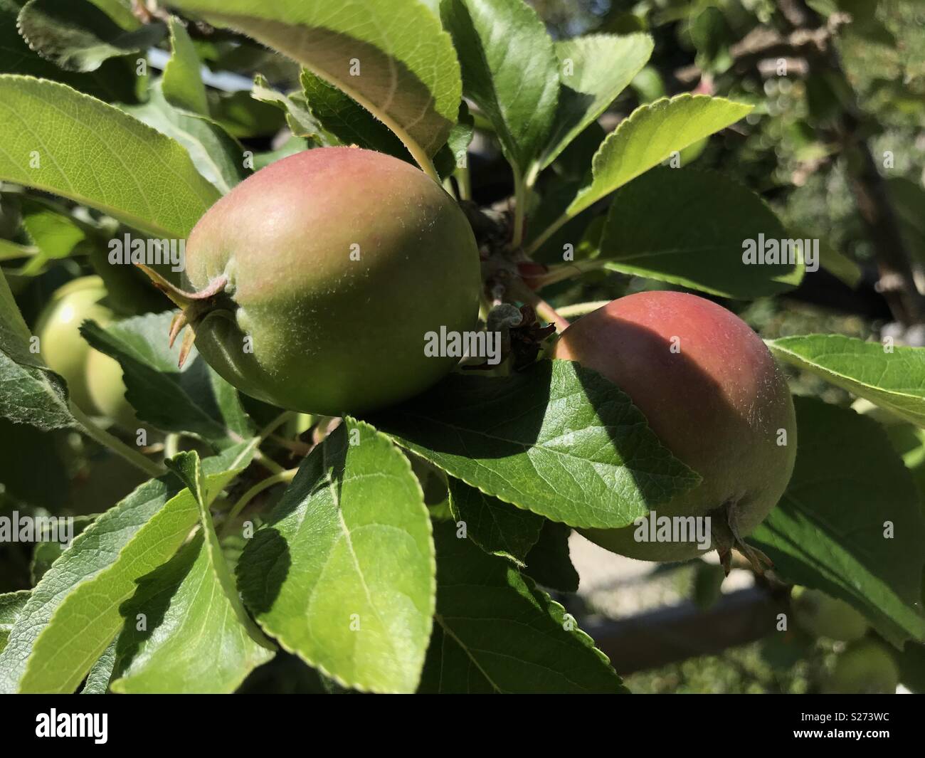 Apples “James Grieves” ripening on tree, Cheshire, England. Stock Photo