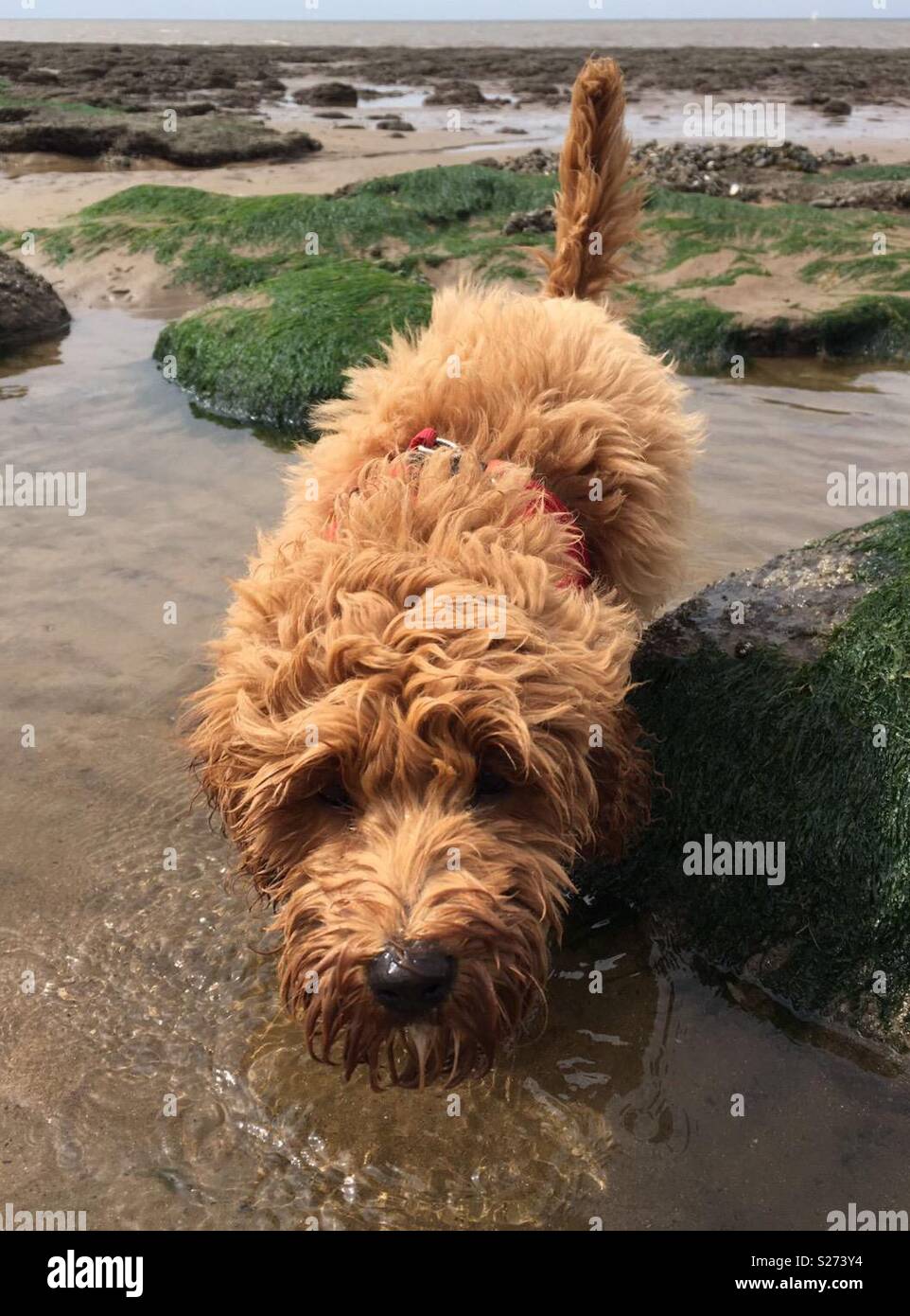 Cute Cockerpoo in rock pools at beach Stock Photo - Alamy