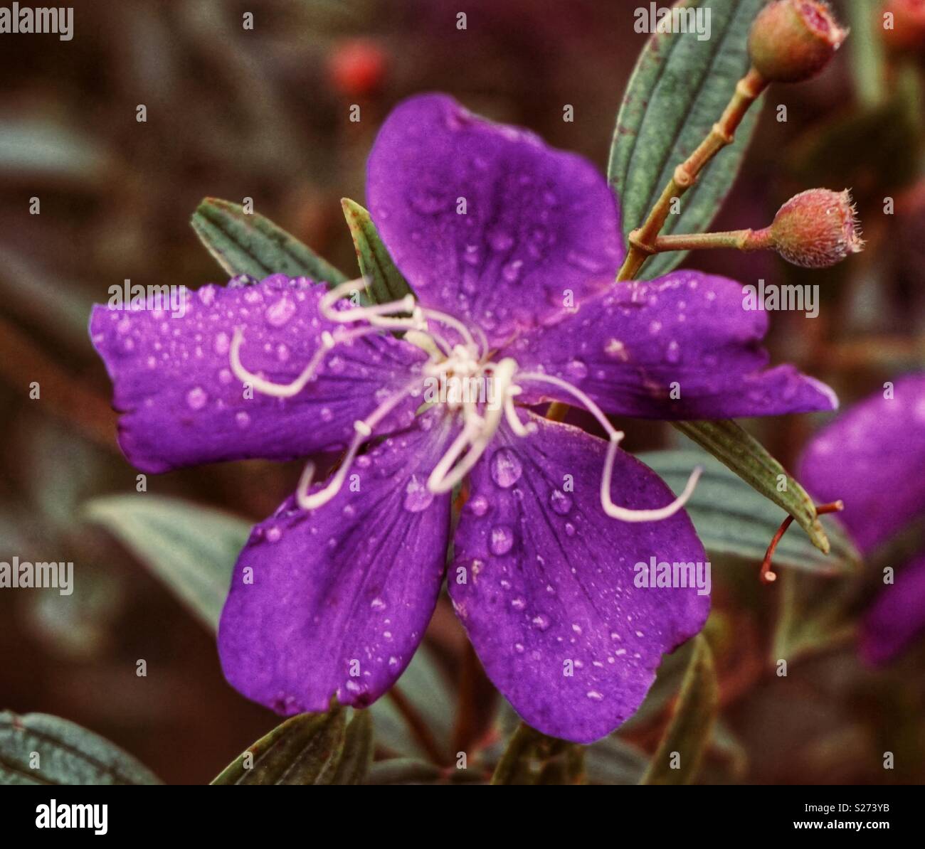 Purple princess flower Stock Photo