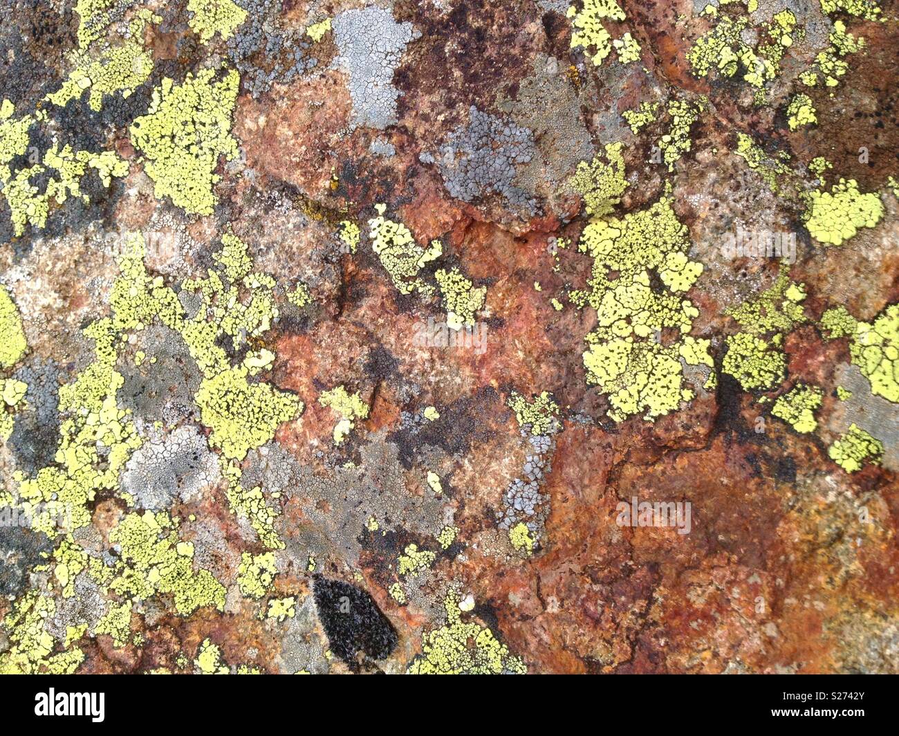Lichen on rock - Smartphone Captured Stock Image