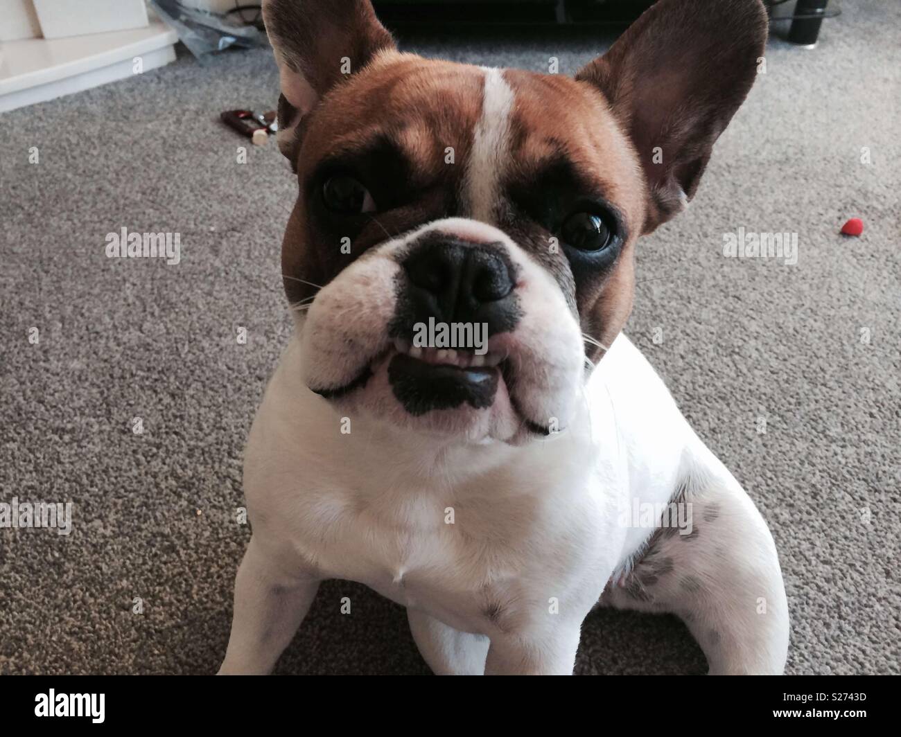 Smiling bulldog hi-res stock photography and images - Alamy
