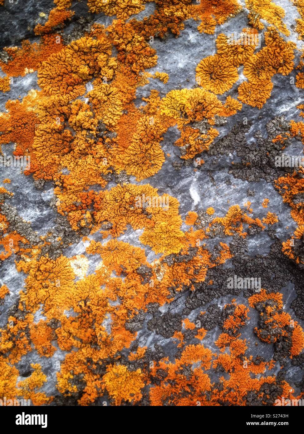 Lichen on rock - Smartphone Captured Stock Image