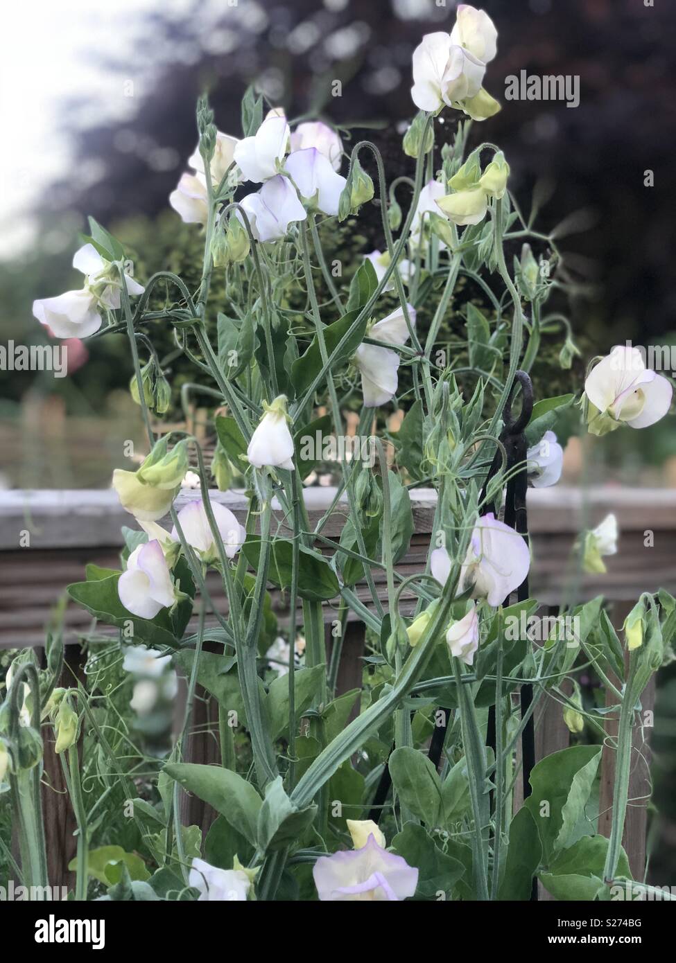 Sweet Peas April In Paris Stock Photo Alamy