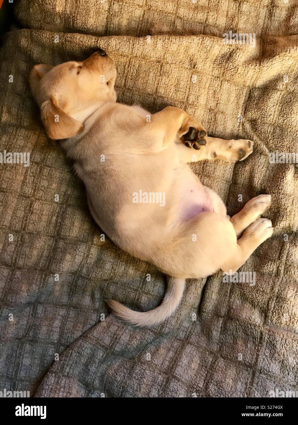 Yellow Labrador Retriever sleeping on a dog bed. Stock Photo