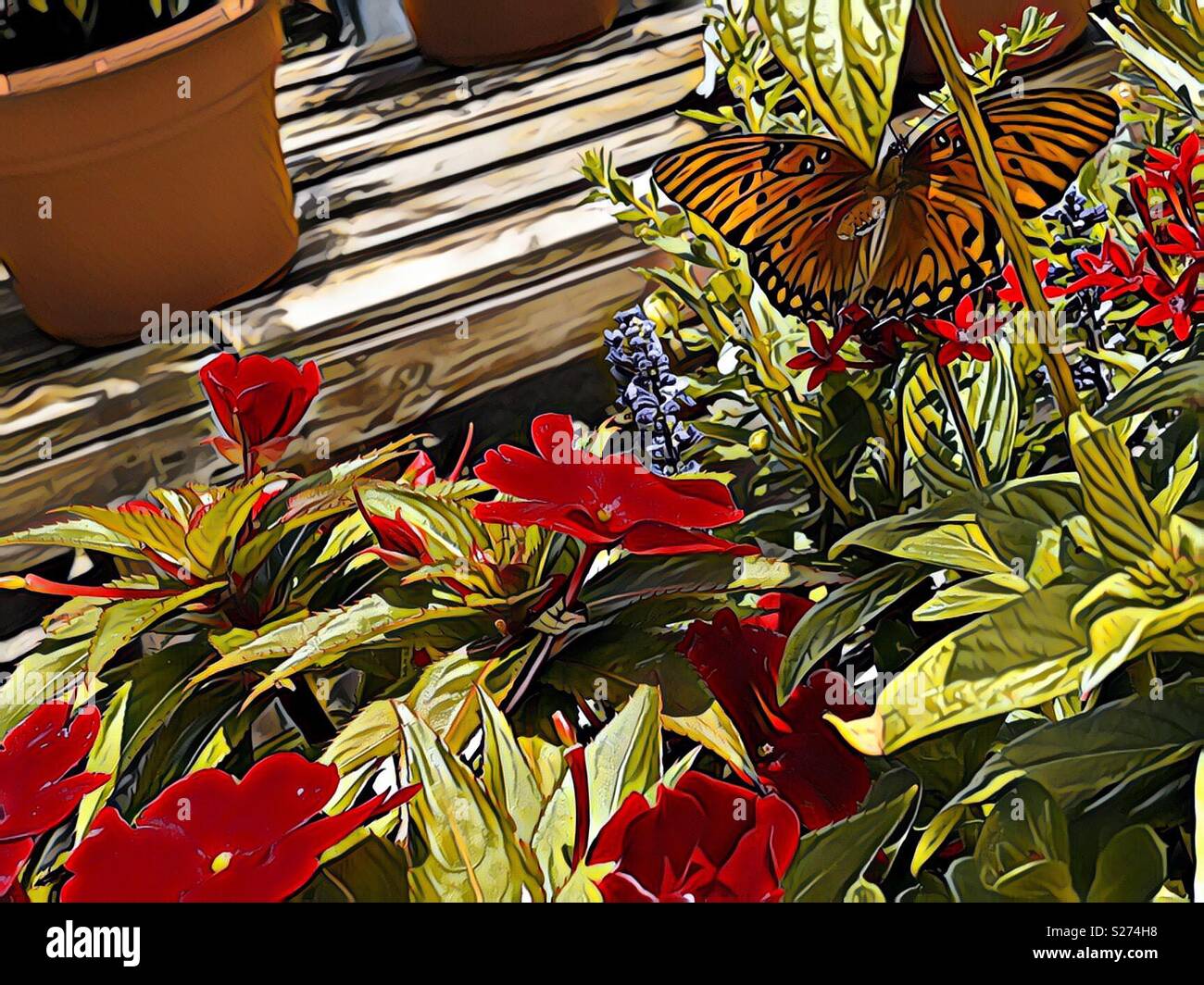 A gulf fritillary butterfly on red penta flowers with red vincas in the foreground - Smartphone Captured Stock Image