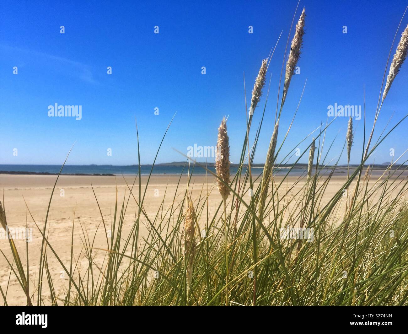 Rhoscolyn through sand dune reeds, from Cymyran, Rhosneigr, Anglesey, North Wales, UK - Smartphone Captured Stock Image
