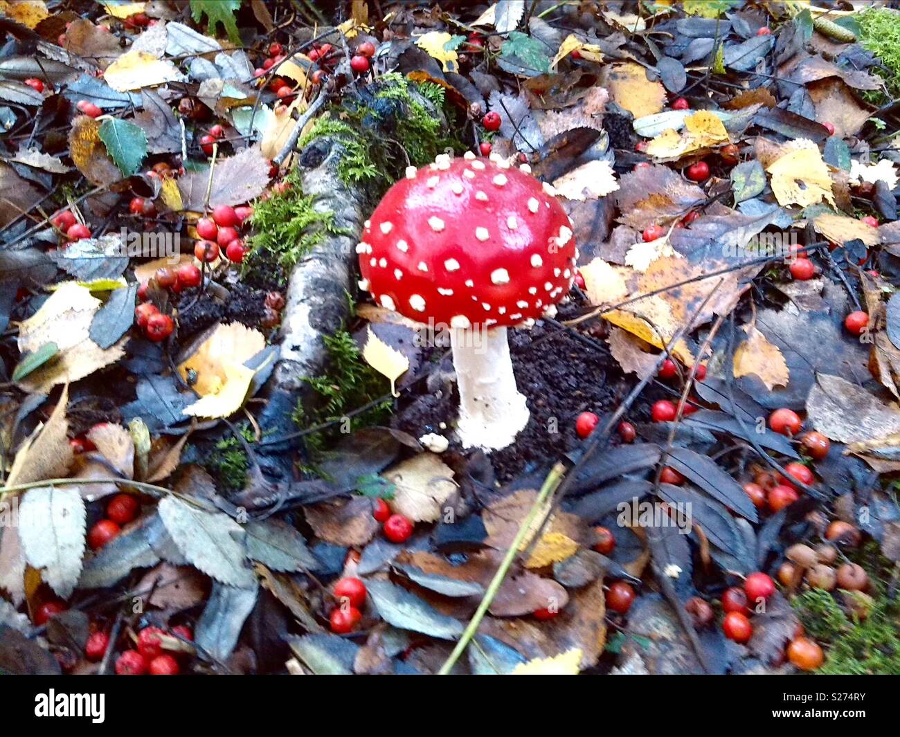 Red spotted mushroom Fly Agaric or Amanita Muscaria in an autumn woodland setting with leaves on the ground. Stock Photo