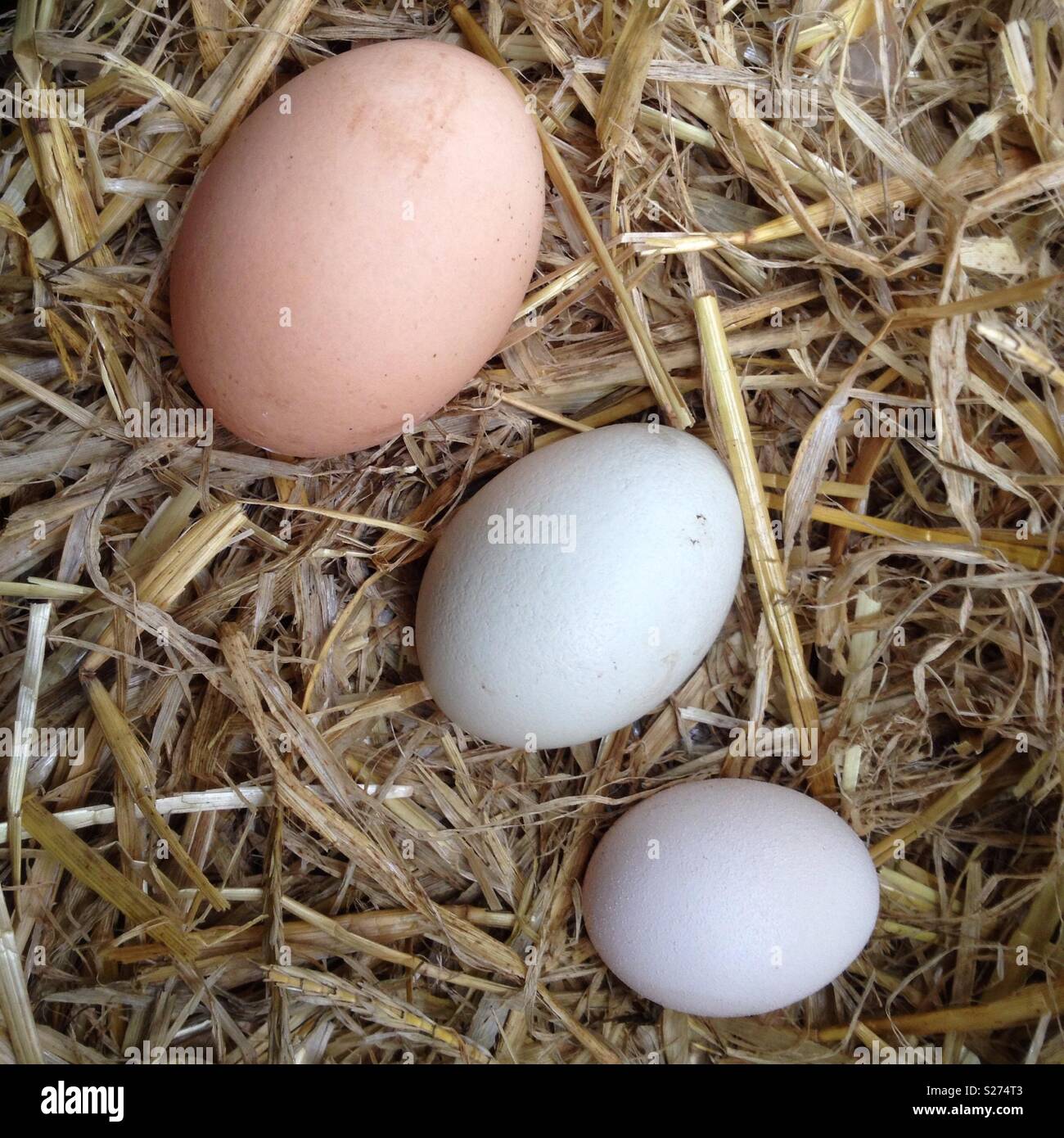 Eggs freshly laid. Different sizes. - Smartphone Captured Stock Image