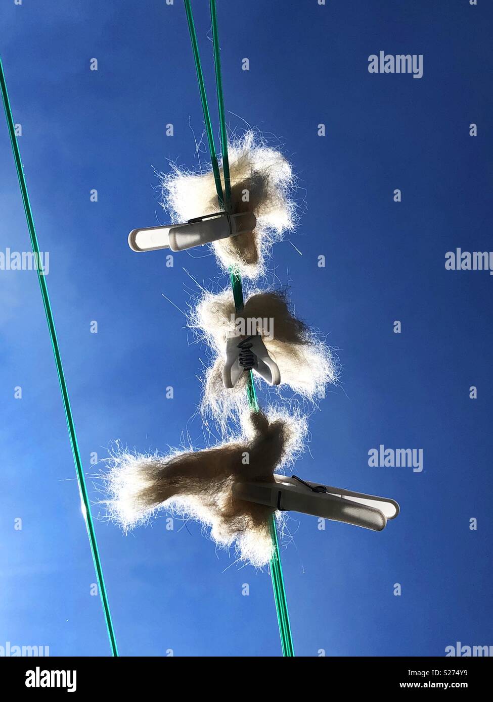 Cat fur pegged out on washing line for birds nests - Smartphone Captured Stock Image