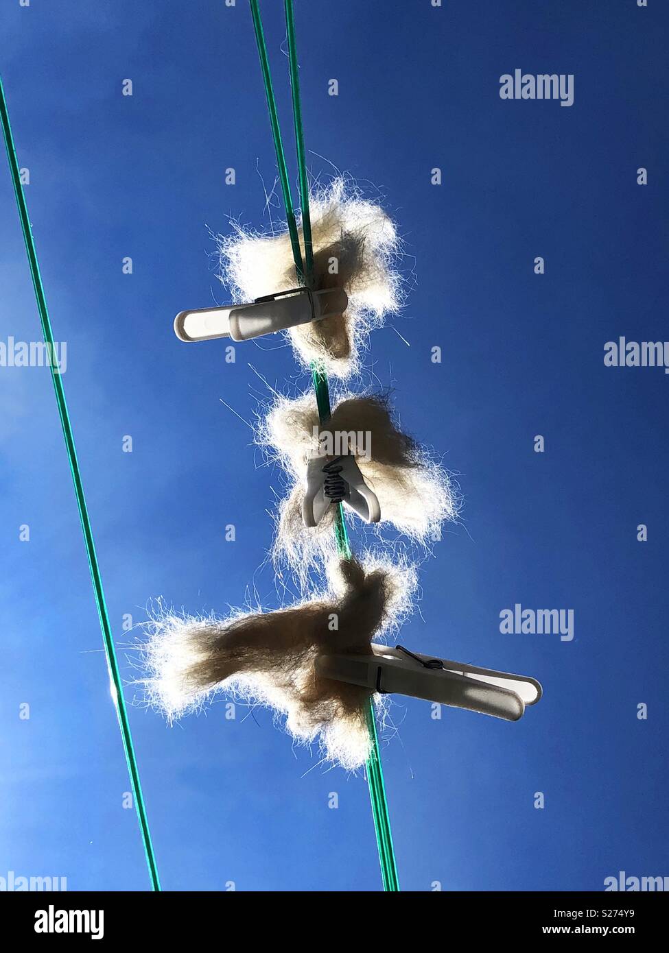 Cat fur pegged out on washing line for birds nests Stock Photo