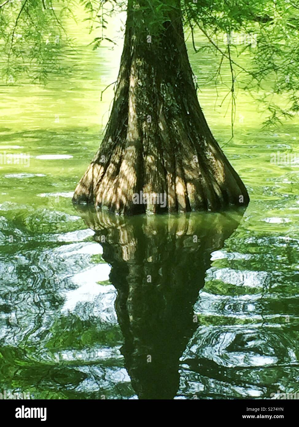 Tree standing in water - Smartphone Captured Stock Image
