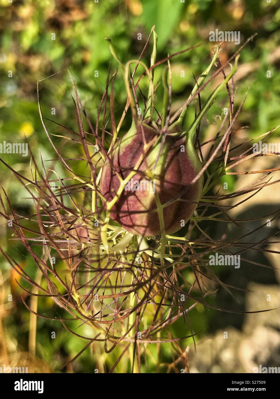Nigella seed pod hires stock photography and images Alamy