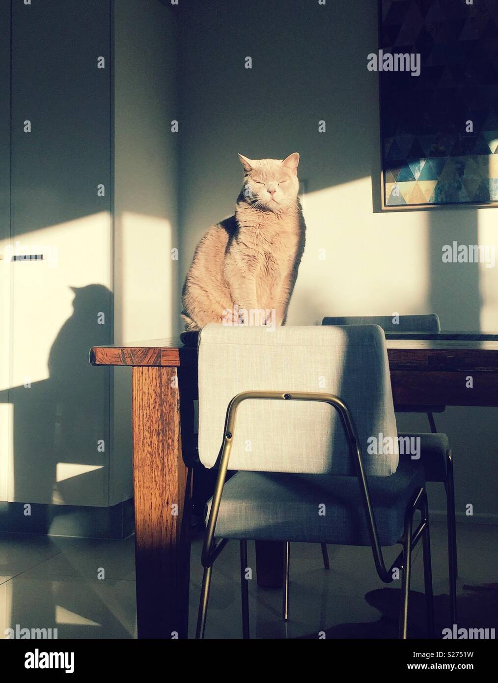 Cat basking in sun Stock Photo