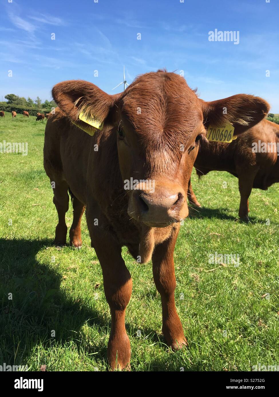 Nosey calf on a beautiful Yorkshire day Stock Photo
