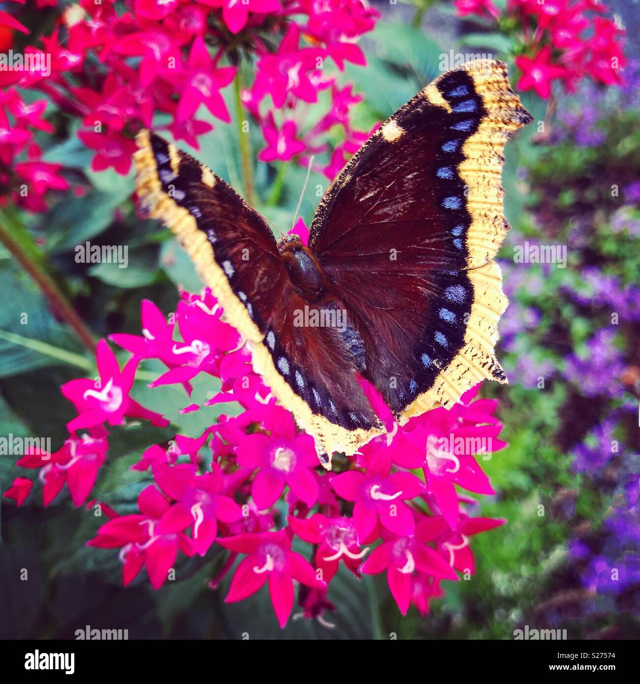 Mourning cloak butterfly, Creekside Gardens, Tunkhannock, Pennsylvania