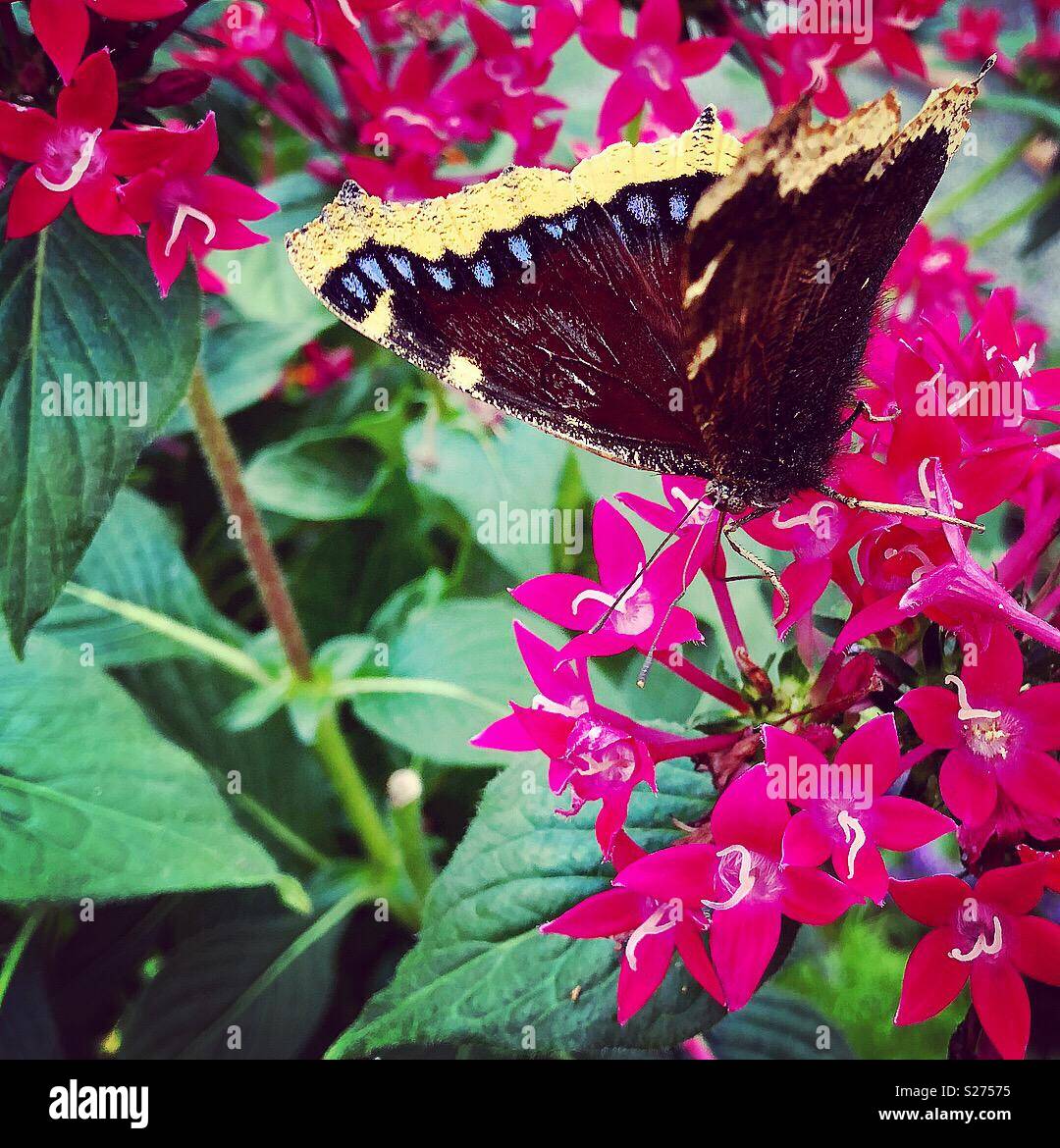 Mourning cloak butterfly, Creekside Gardens, Tunkhannock, Pennsylvania