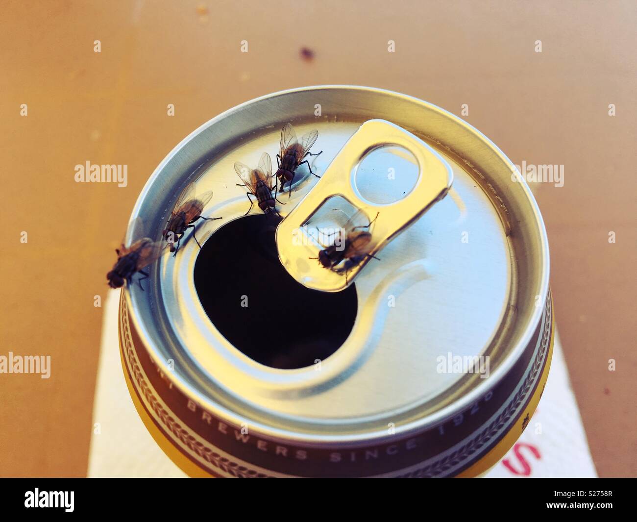 Flies on beer can in warm, hot weather - Smartphone Captured Stock Image