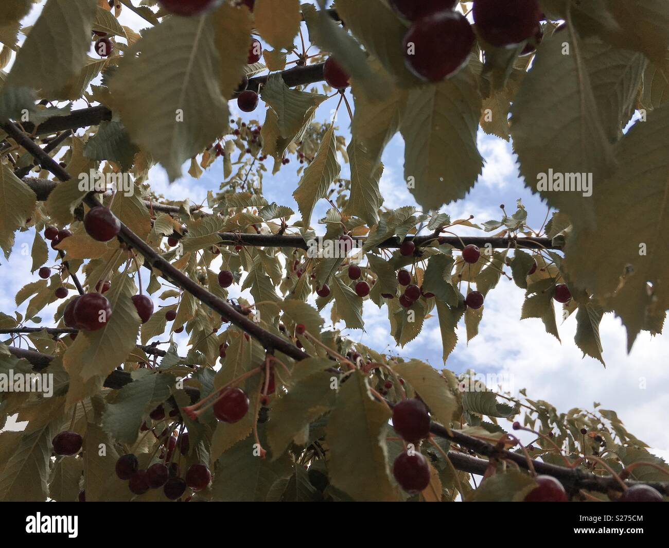 Cherry tree bearing fruit Stock Photo