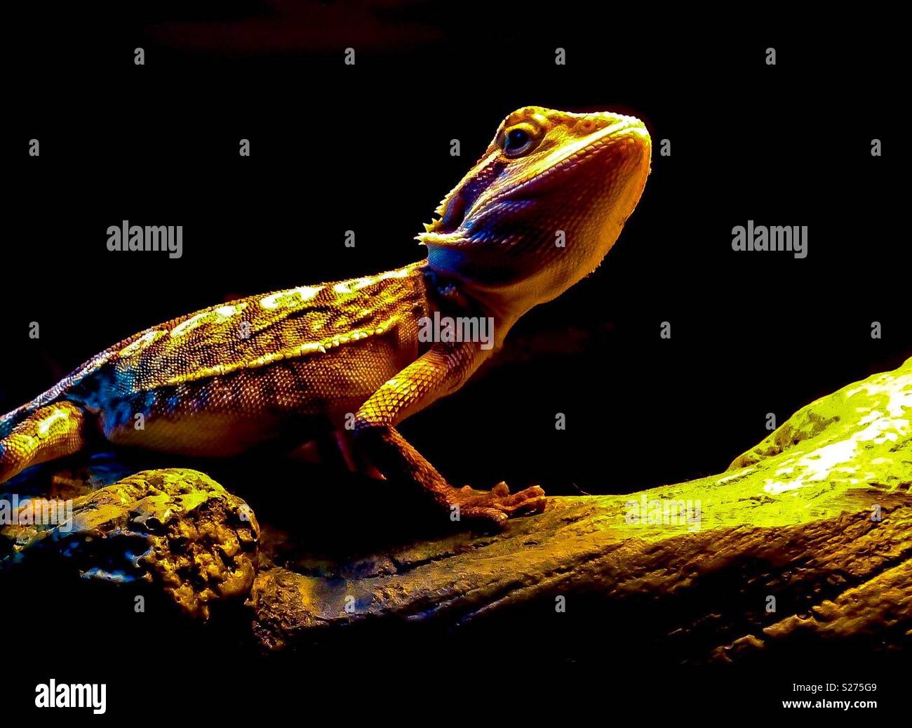 Real lizard hi-res stock photography and images - Alamy