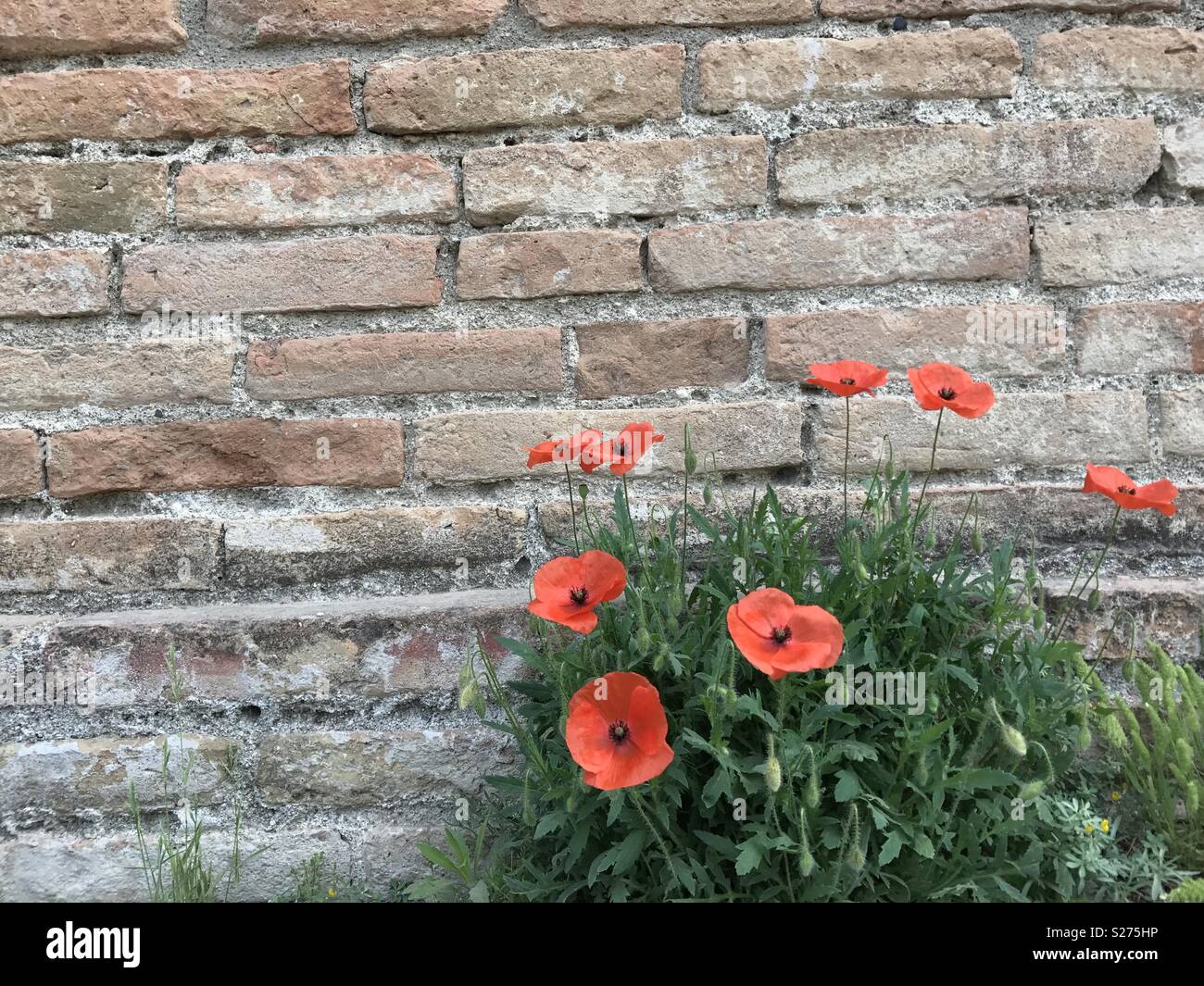 Flowers in bricks hires stock photography and images Alamy