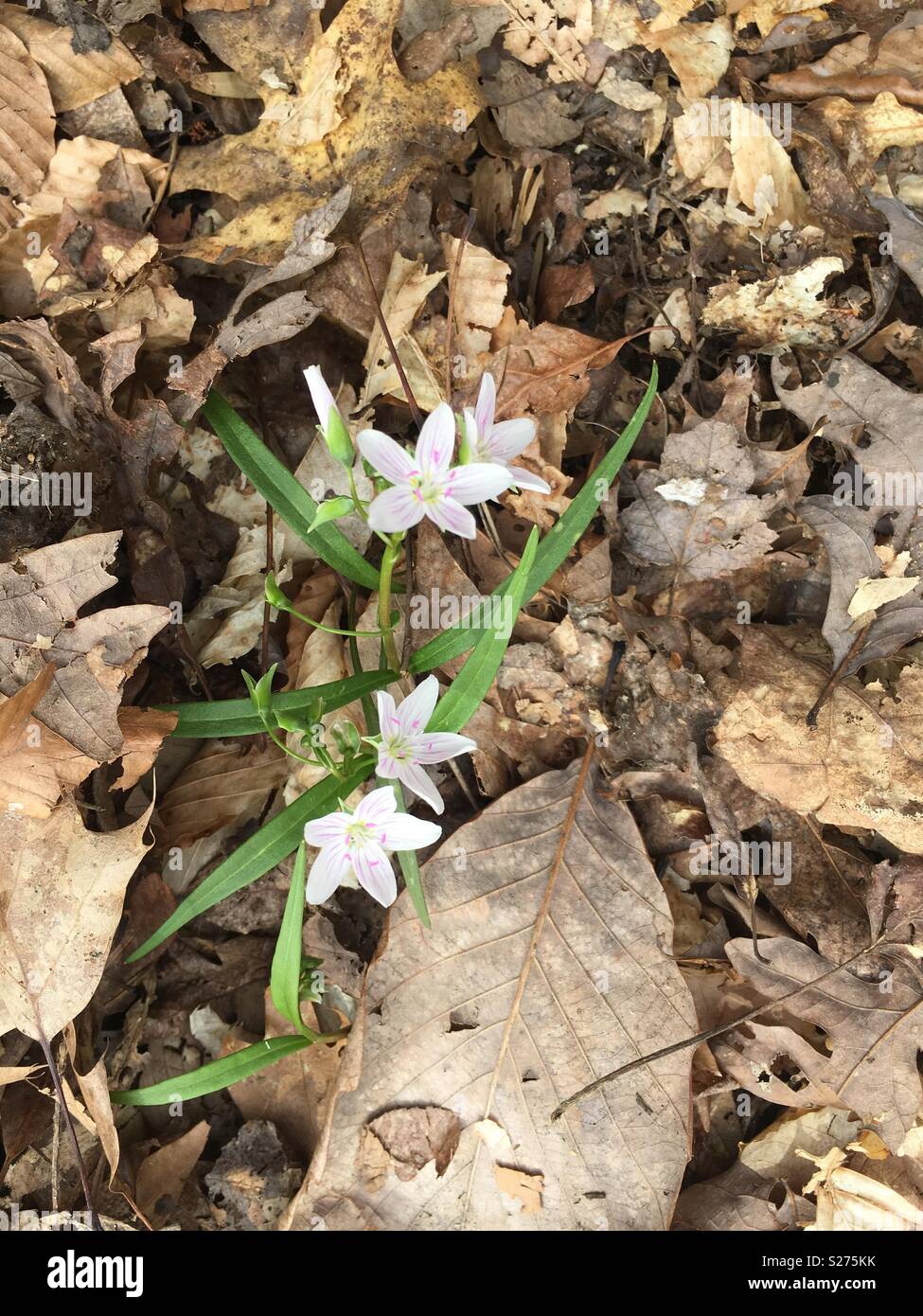 First sign of Spring, Star of Bethlehem Stock Photo