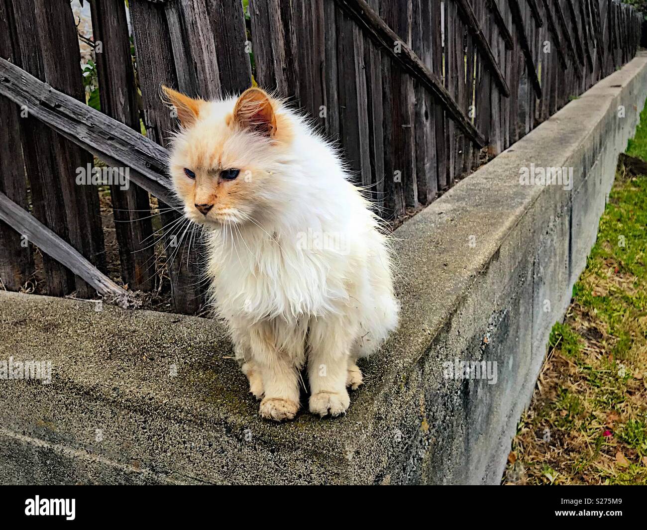 Cat on a fence Stock Photo - Alamy