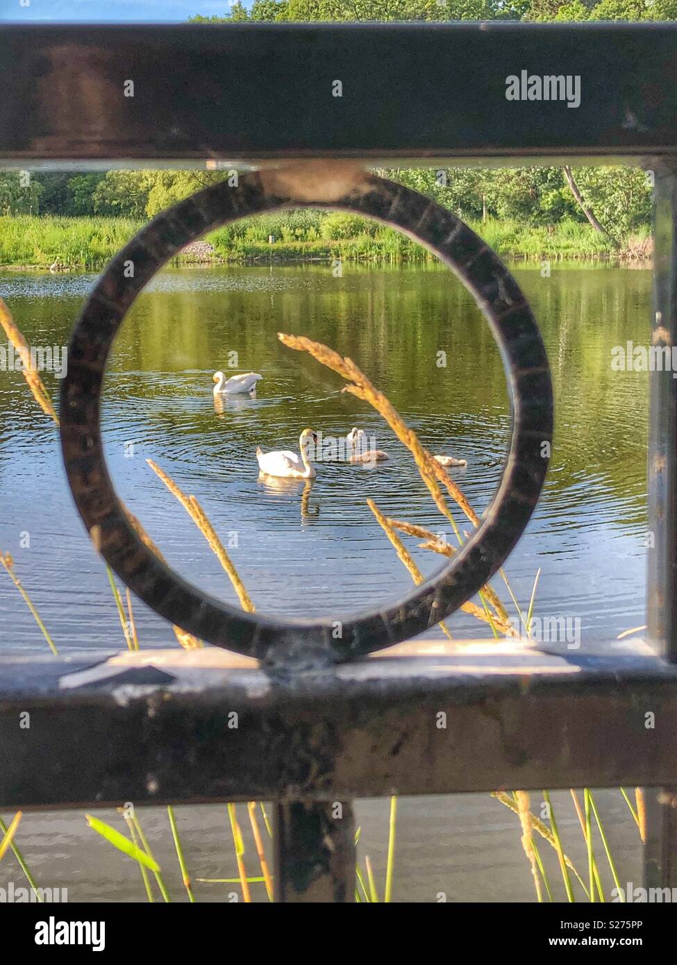 A family of swans swimming in a pond. - Smartphone Captured Stock Image