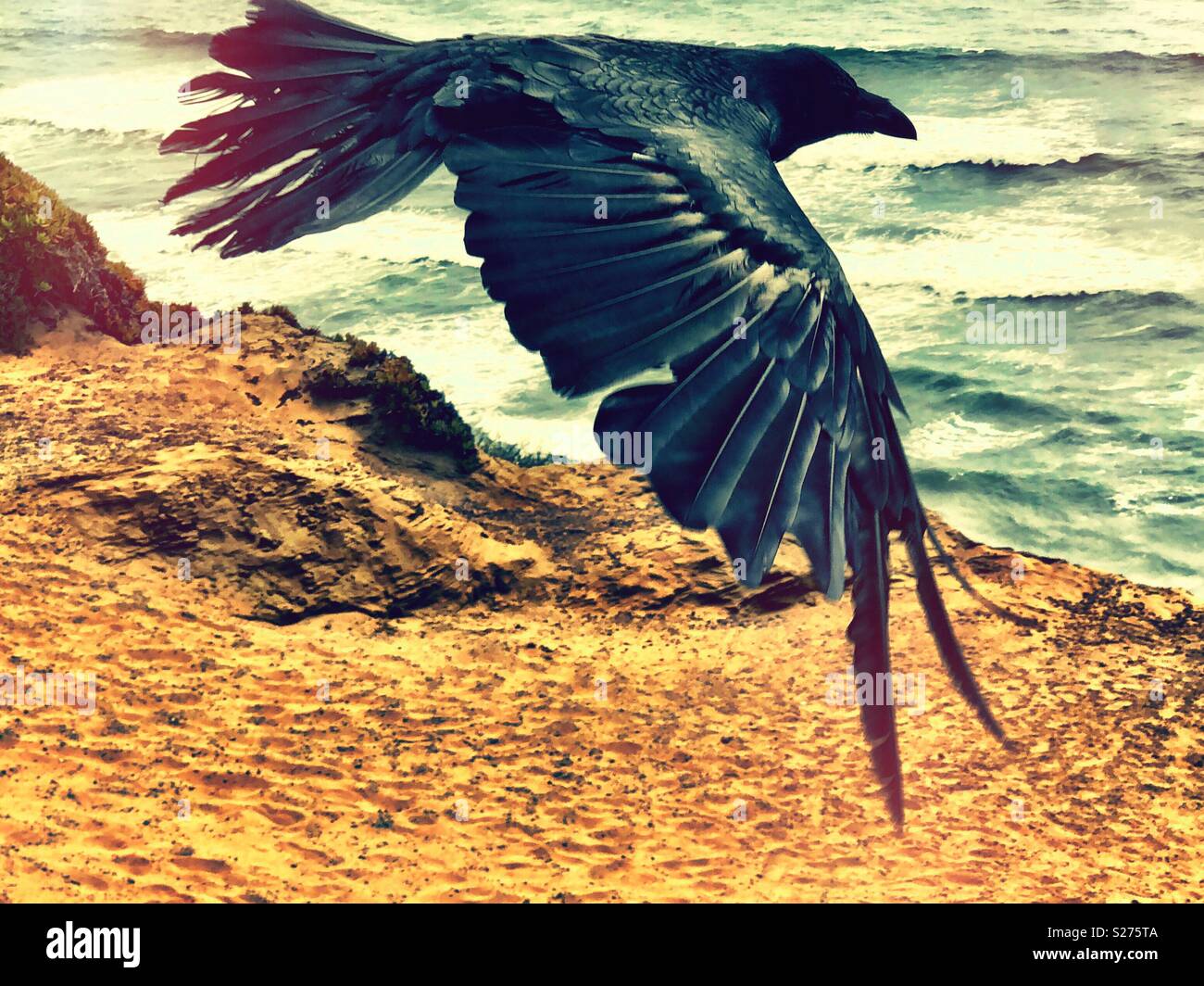 Coastal raven hugs the updrafts on a California cliff high above the ocean waves, darting straight as an arrow. - Smartphone Captured Stock Image