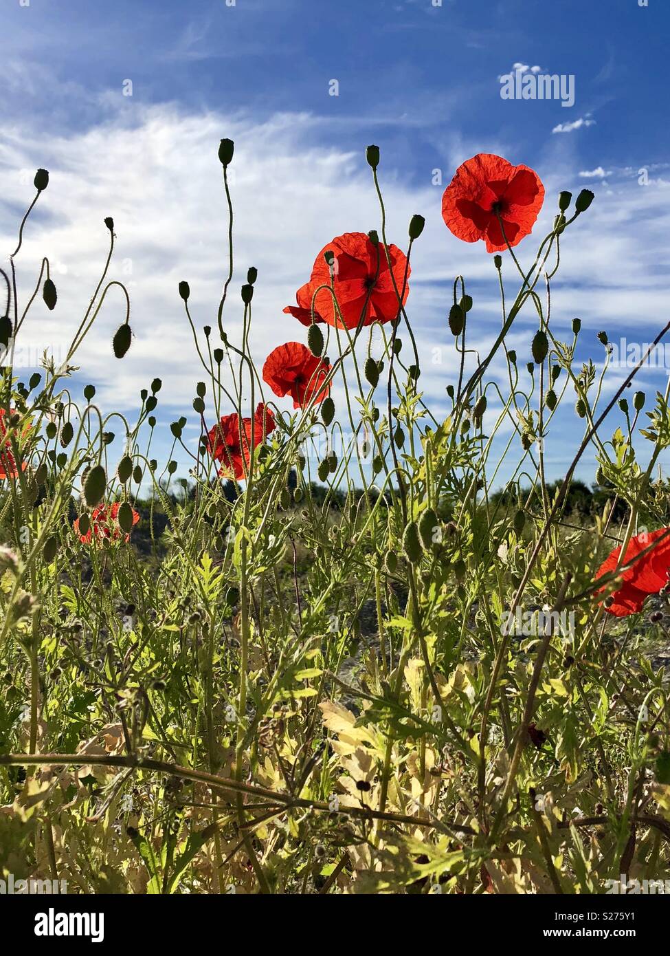 Red poppies against a bright blue sky with white cloud. - Smartphone Captured Stock Image