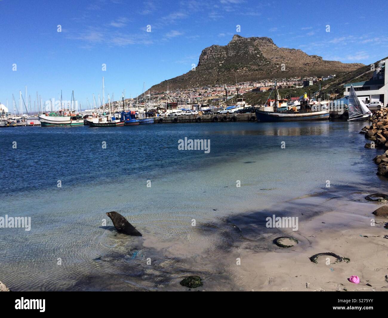 Landscape sea view onto Hangklip mountain and Hout Bay harbour with numerous moored fishing boats and a Cape seal in the shallow water on the beach on a beautiful Autumn day, Cape Town, South Africa - Smartphone Captured Stock Image
