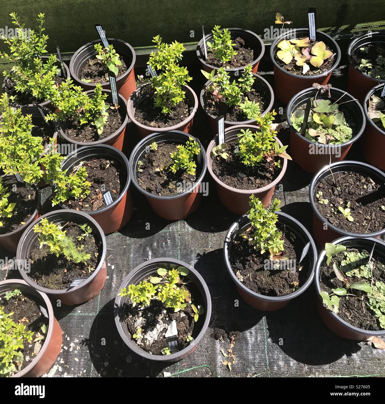 Plant pots at the walled garden at Bosherston Lily Ponds. - Smartphone Captured Stock Image