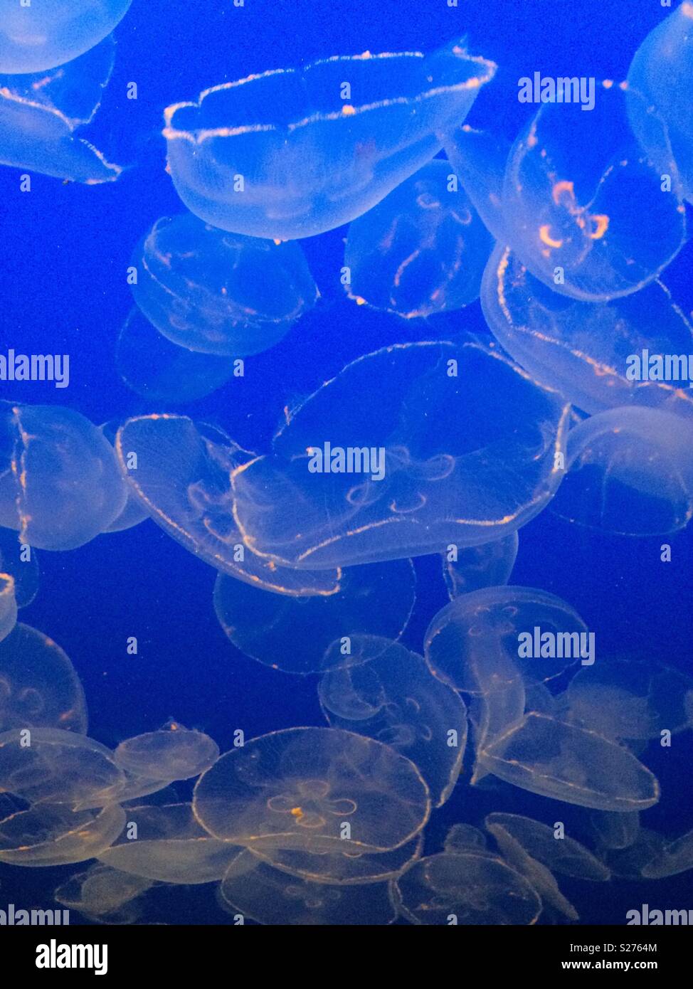 Jelly fish at the aquarium Stock Photo