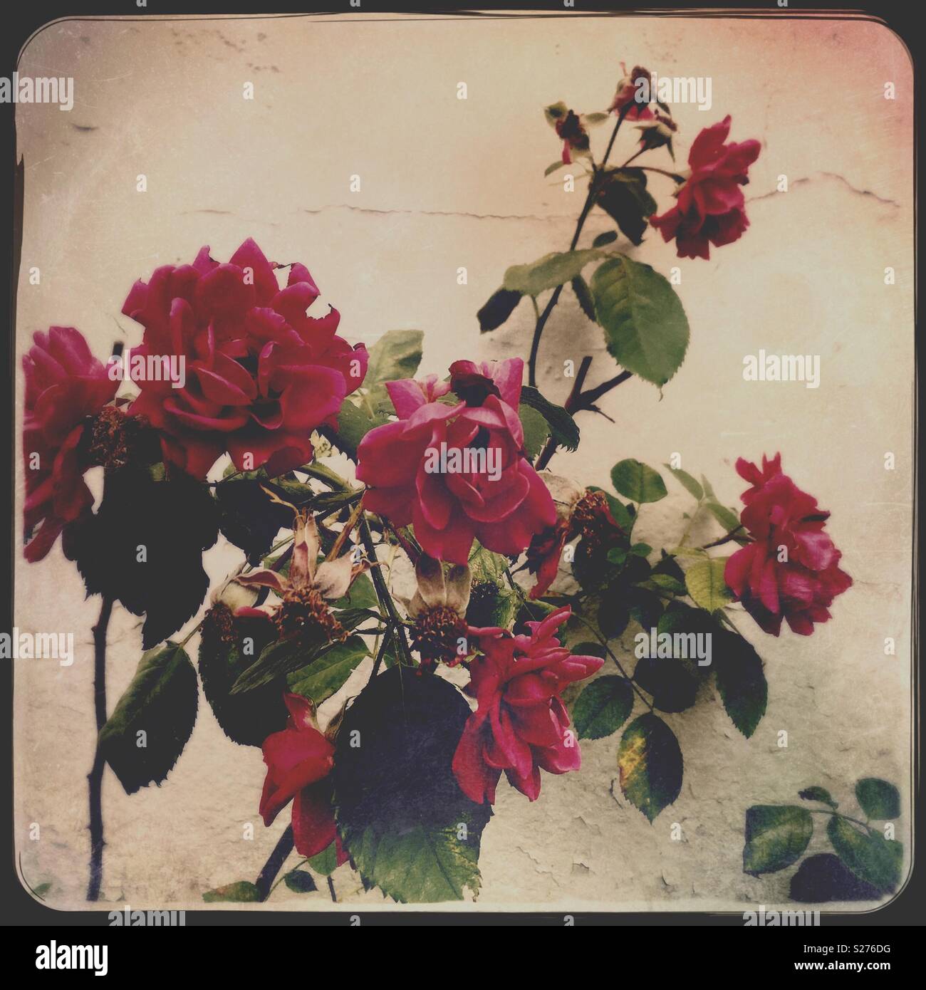Rose Bushes High Resolution Stock Photography and Images - Alamy