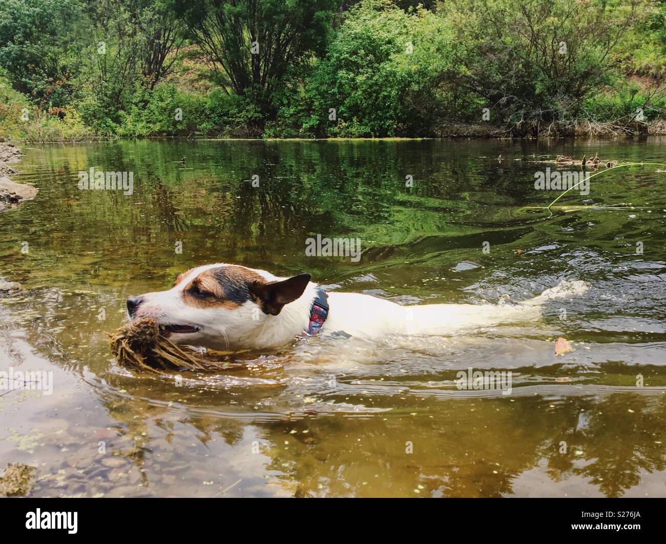 Jack Russell Terrier dog swimming in a small lake while carrying a plant in her mouth on a warm summer day. - Smartphone Captured Stock Image