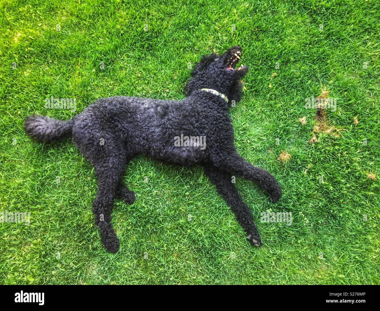 Black standard poodle lying flat on grass and flashing teeth while playing - Smartphone Captured Stock Image