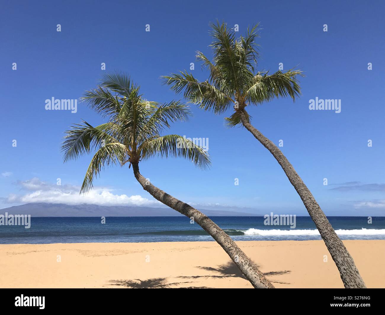 Two palm trees are shown angled out over a secluded beach during a summer day on a tropical island. Stock Photo