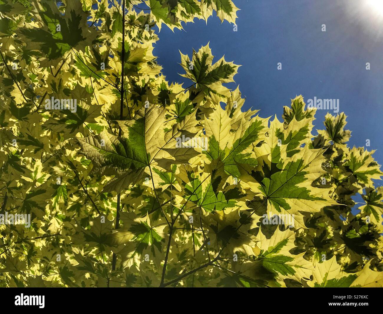 Variegated maple leaves hires stock photography and images Alamy