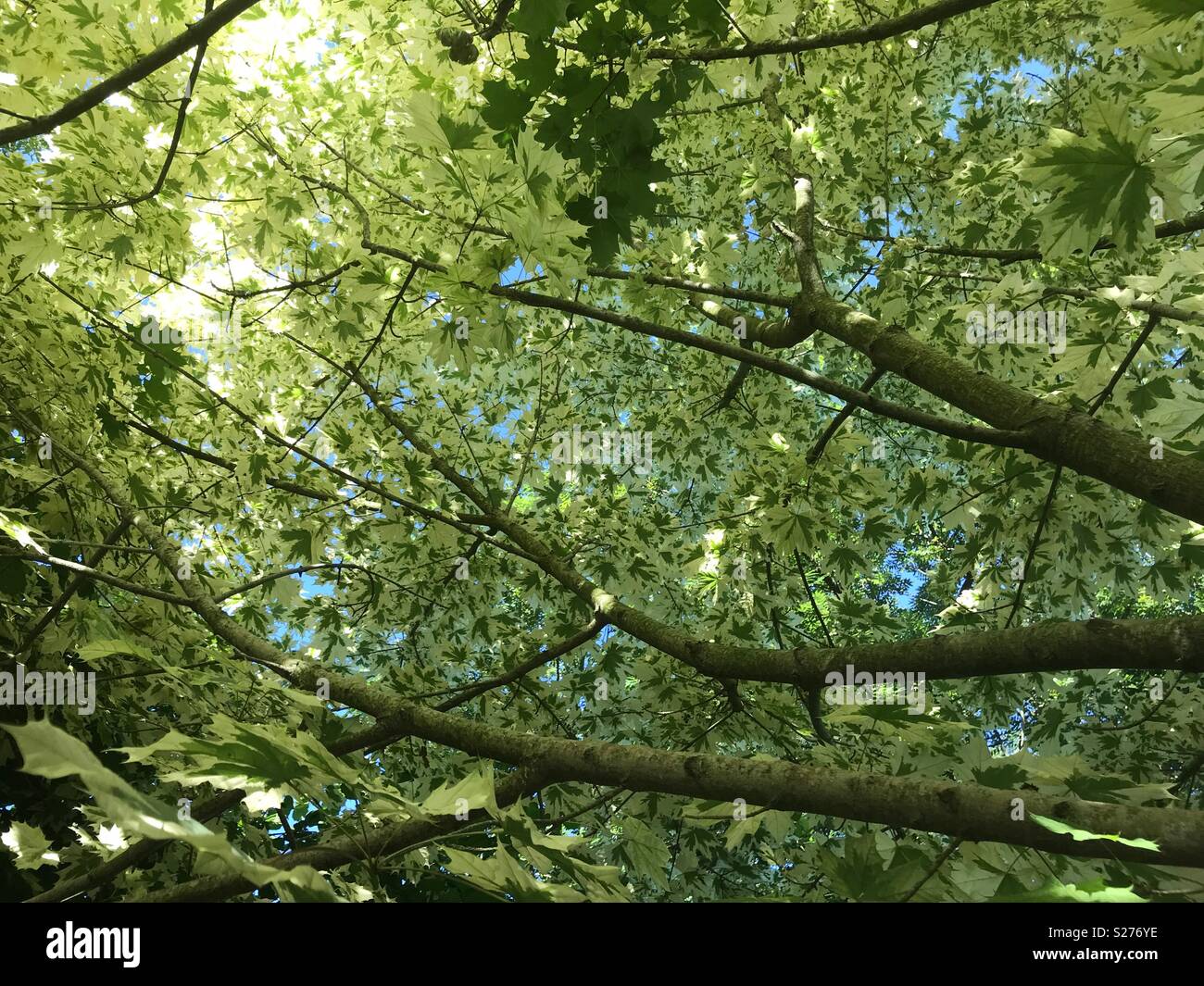 Silver Variegated Norway Maple Tree, Acer platanoides ‘Drummondii’, low