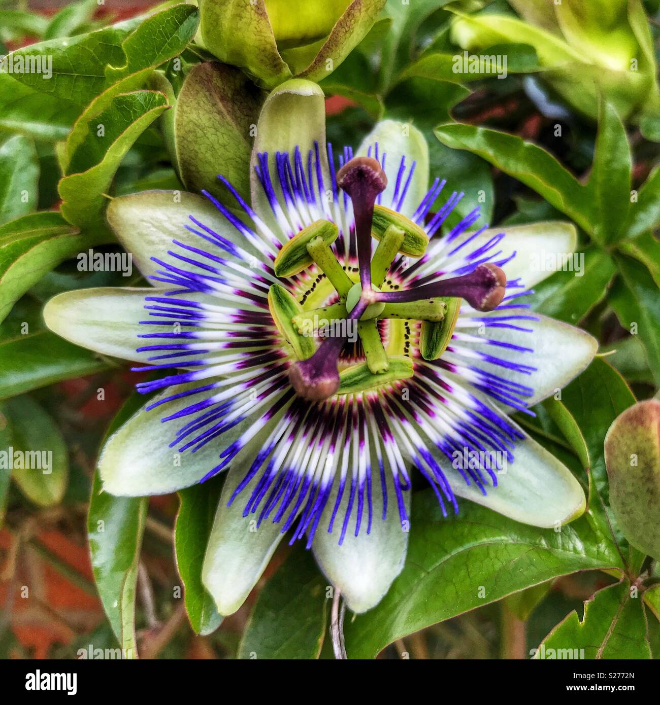 Bluecrown Passionflower Passiflora Caerulea The Blue Passionflower Common Passionflower Stock Photo Alamy