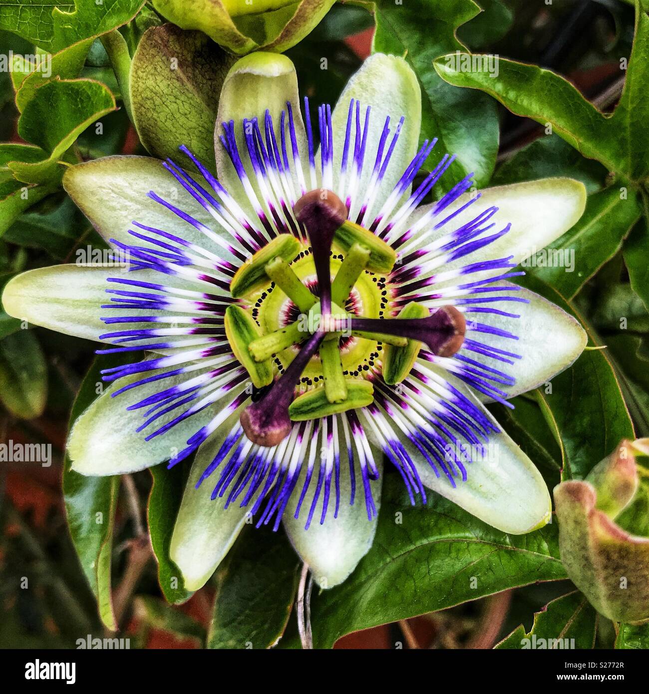 Bluecrown Passionflower, Passiflora caerulea, the blue passionflower, common passionflower Stock Photo