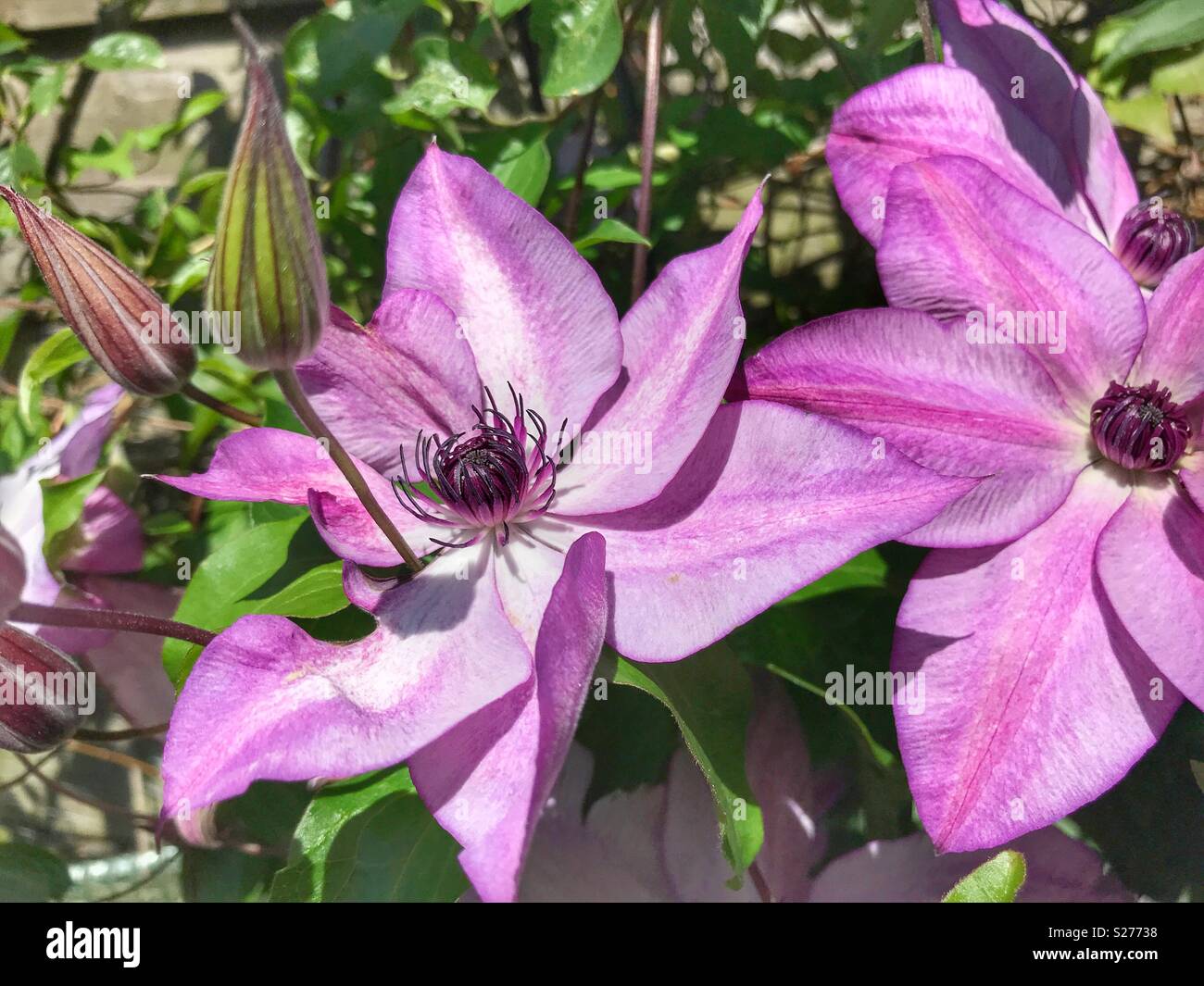 Clematis ‘Fond Memories’, Late Large-flowered variety, close-up Stock Photo