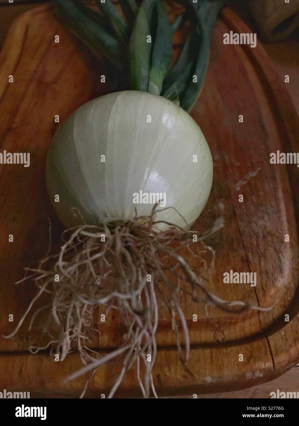 Onion roots hi-res stock photography and images - Alamy