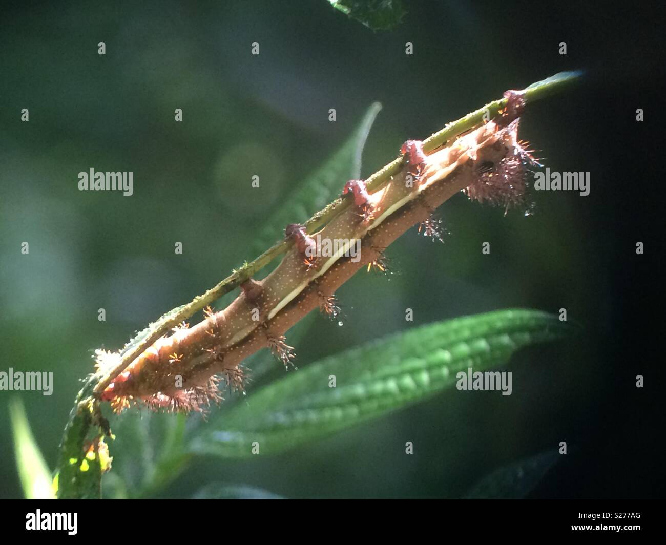 Caterpillar in Costa Rican cloud forest Stock Photo