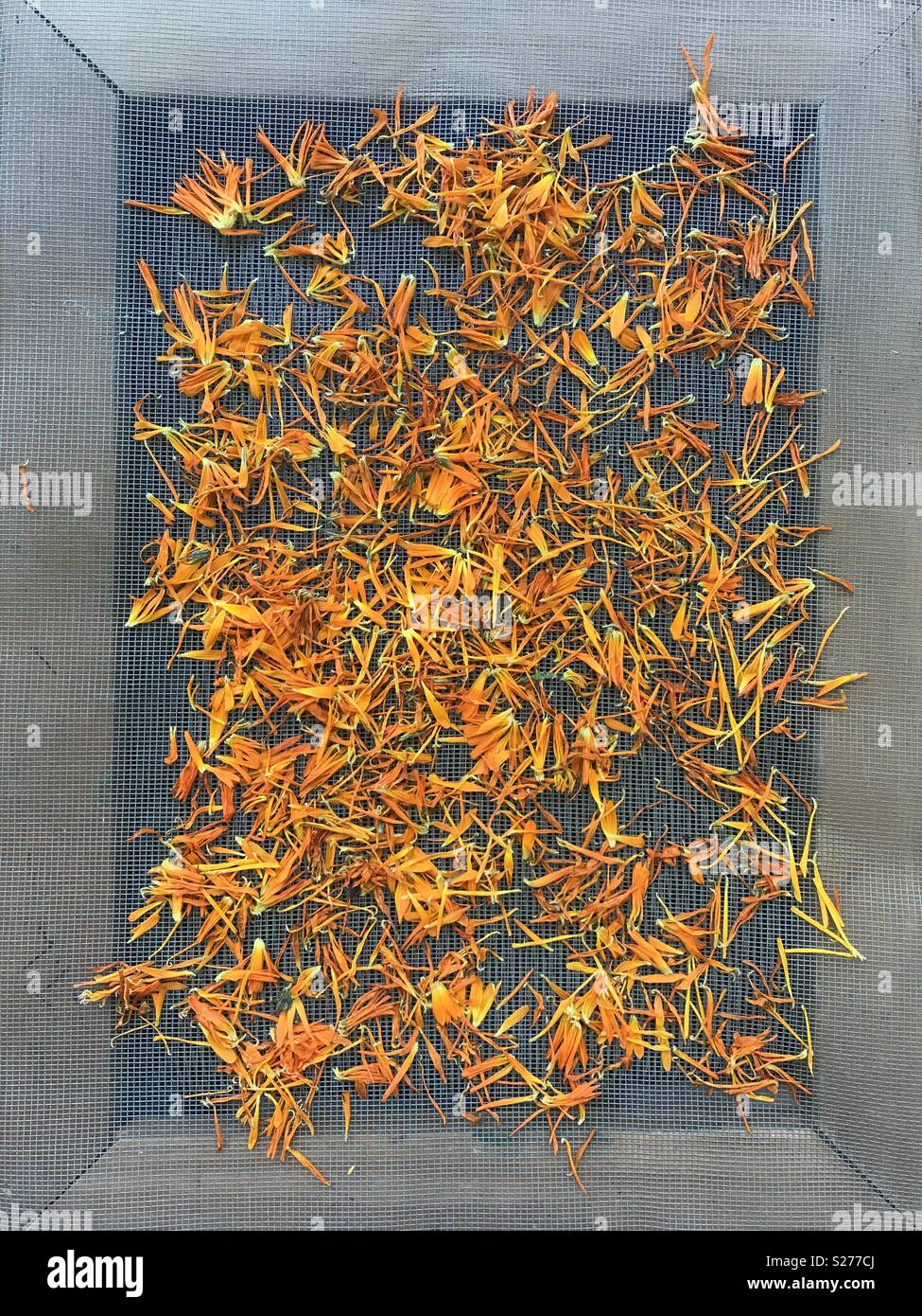 Drying flower petals of Calendula, used in soap-making, other medicinal uses Stock Photo