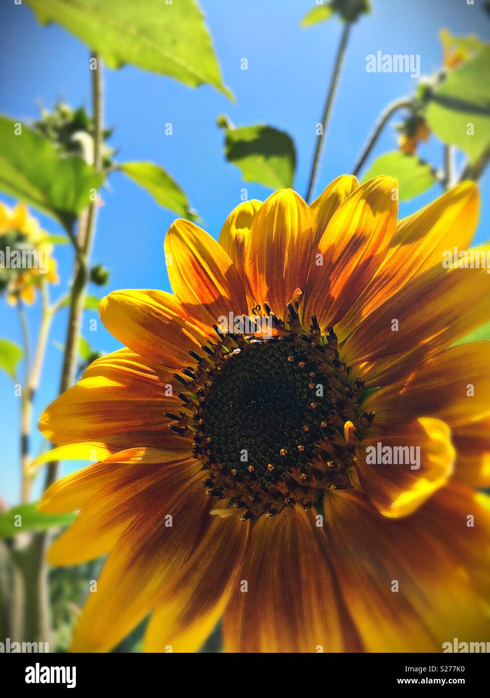 A close-up of a sunflower. Stock Photo