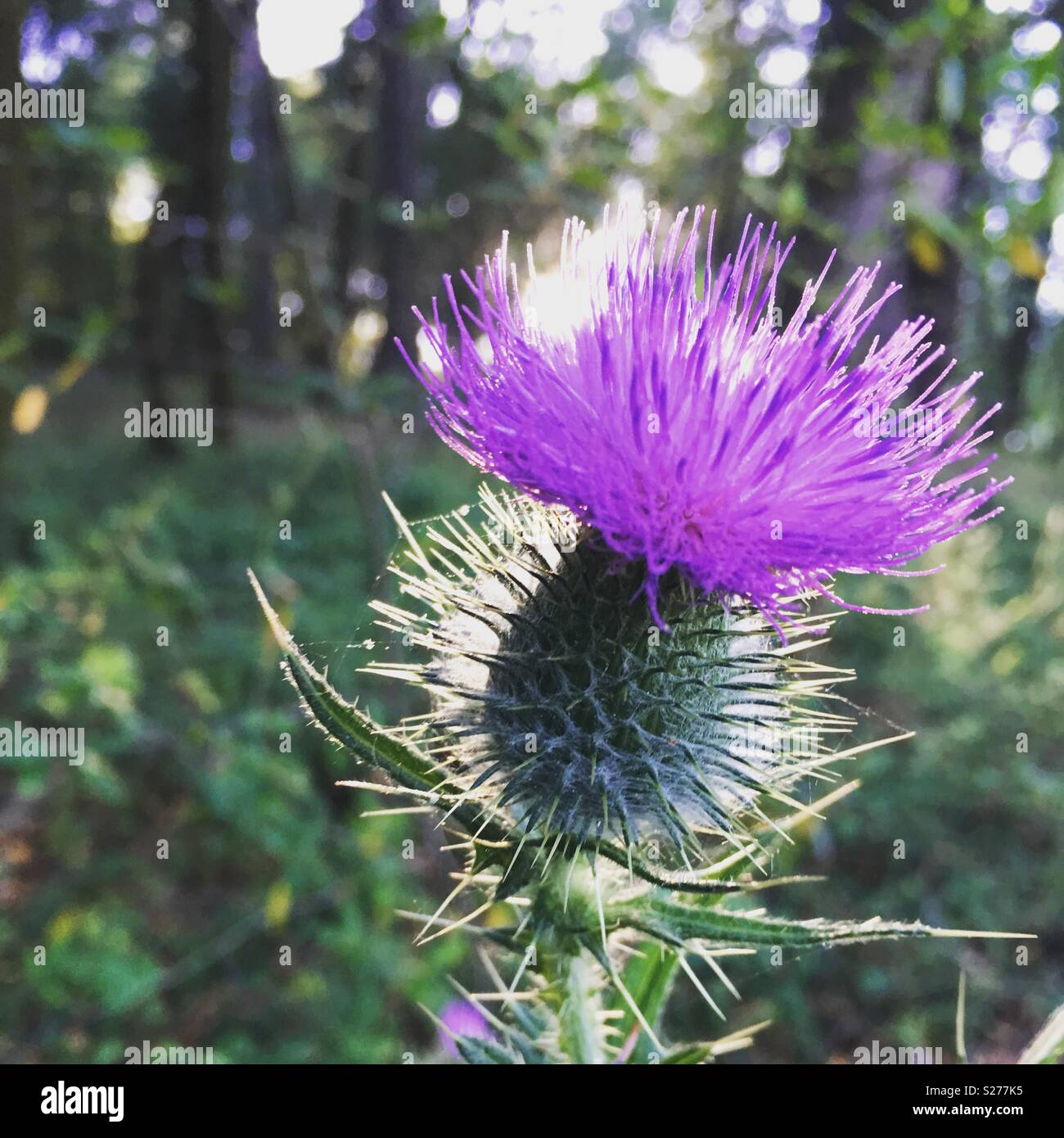 A spiky purple flower in the woods. Stock Photo